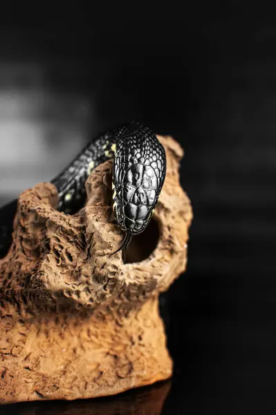 stock image non-venomous black snake portraits in the studio on a black background