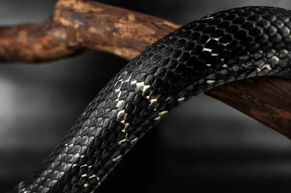 stock image a non-venomous snake of black color crawls on a tree in a studio on a black background