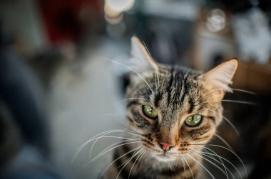 Güzel gri tekir kedi Ukrayna hayvan barınağında