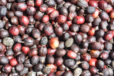 Kurutulmuş taze kırmızı kahve çekirdeklerini yakın plan çek