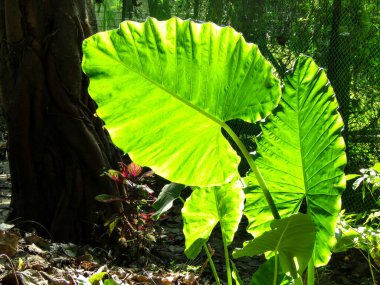 Alocasia Macrorrhizos is also known as Giant Upright Elephant Ears.