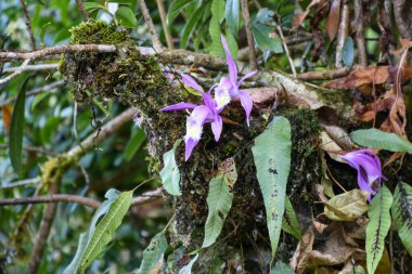 Pleione formosana, Orchidaceae familyasından bir çicek türü.