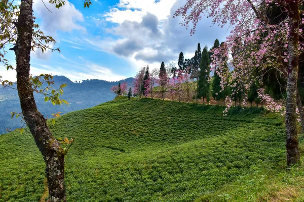 Temi Tea Estate Encuentra Ravangla Jardín Uno Los Jardines Con —  Fotos de Stock