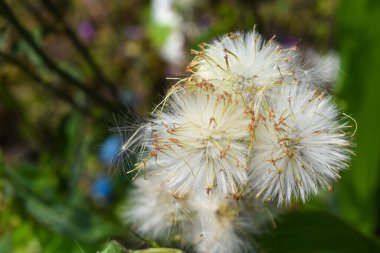 Closeup view of Ripe fruits of Common dandelion, It is the familiar weed of lawns and roadsides.