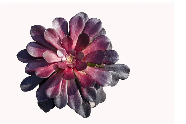 Aeonyum arboryum. Siyah gül olarak da bilinen parlak kırmızı kolye ile sulu.