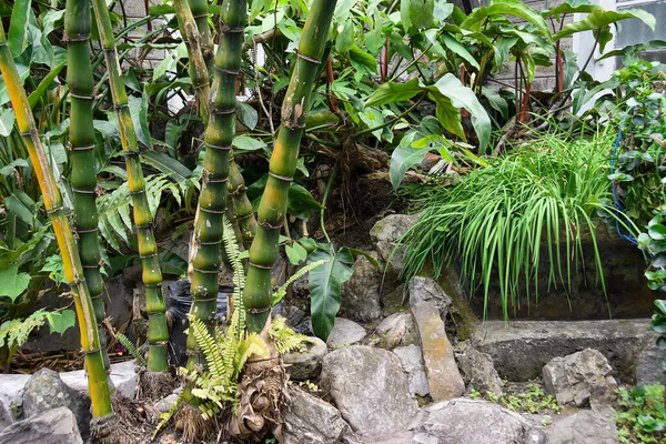 Bambusa Ventricosa Gatunek Bambusa Znany Jako Buddha Belly Bamboo Jest — Zdjęcie stockowe