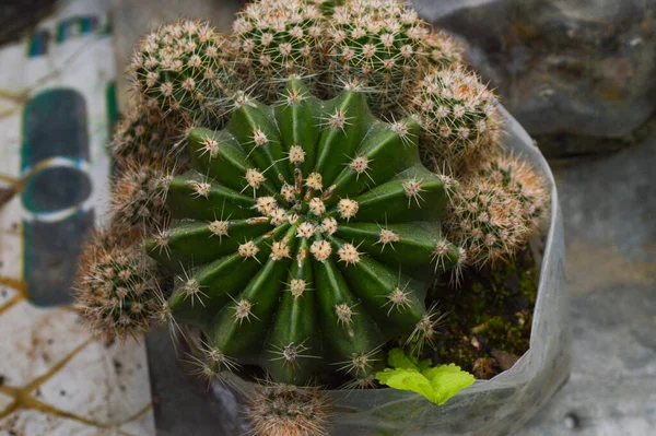 Echinopsis Tubiflora Common Indoor Potted Cactus Plant — Stock Photo, Image