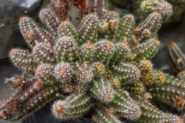 Lobivia Aurea Egy Kis Kaktusz Magányos Vagy Elágazó Szárak Sok — Stock Fotó