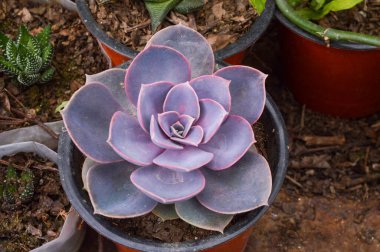 Echeveria Lilacina mükemmel simetrik ve düz roketleri olan yemyeşil bir sulu.