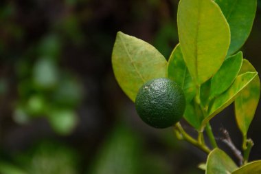 Calamansi limon büyüklüğünün yarısı büyüklüğünde ve neredeyse mükemmel yuvarlak bir turunçgiltir..