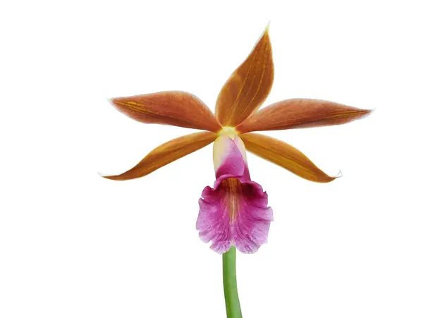 Bataklık orkidesi, rahibenin orkidesi bilimsel adı Phaius tankervilleae, çiçek güzelliği ve renkli cazibesiyle ünlüdür..