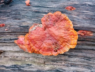 Parlak kırmızı-turuncu Pycnoporus mantarı çürük ahşap kütük üzerinde çok zehirlidir.