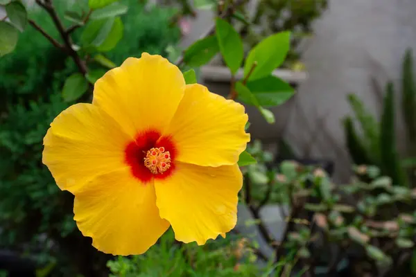 Hibiscus rosa-sinensis çalılıktır, her zaman yeşildir. Halk arasında Çin Gülü olarak bilinir, sarı ve kırmızı yapraklı, sarı polen lekeli..