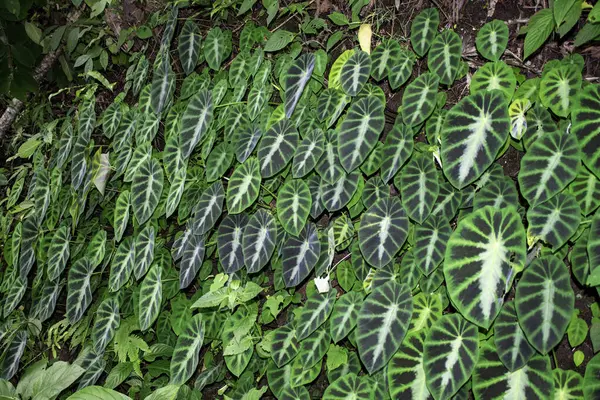 Colocasia yarı zamanlı ninja bitkileri genellikle fil kulağı ya da taro olarak bilinir..