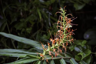 Hedychium coccineum, Orange red Ginger lily is a plant found in the Himalayas, belongs to Zingiberaceae family. clipart