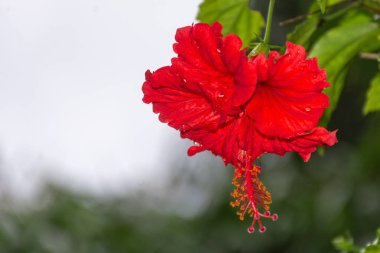 Hibiscus rosa-sinensis, yaygın olarak Çin amblemi olarak bilinir, Çin yükseldi..