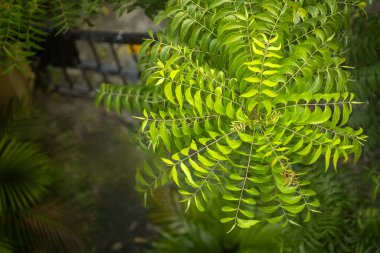 Full grown curry leaf tree view from top, Murraya koenigii clipart