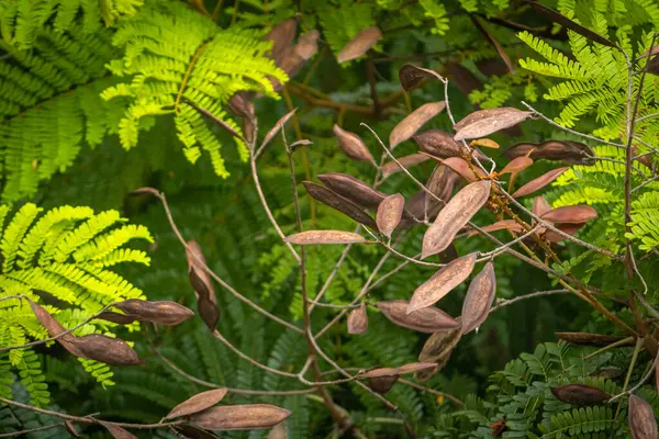 Peltophorum pterocarpum, yaygın olarak Yellow Flametree olarak bilinir, çiçek ve meyvelerle.