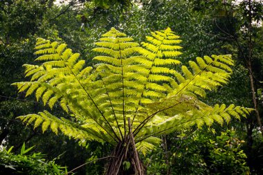 Exotic Fandia fern tree in the wild himalayan forest of Pedong, Kalimpong, India clipart