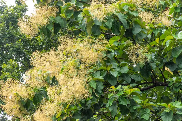Tik ağacından buğday çiçekleri, yeşil yapraklar.