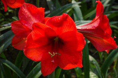 Kırmızı Amaryllis rilona sürüsü, yeşil yapraklar ve polenler