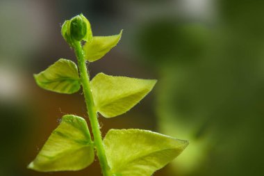 Eğreltiotu çeşitlendirilmiş yaprakların makro görünümü.
