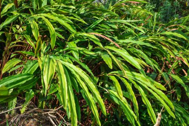 Cultivation of Amomum Subulatum, known as large cardamom clipart