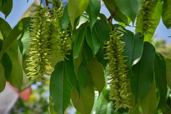 Pterocarya stenoptera küçük kanatlı bir ağaçtır, kanatlı fındık ağacı, şifalı bitki.