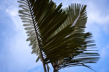 Arenga pinnata yaygın olarak Sugar Palm olarak bilinir..