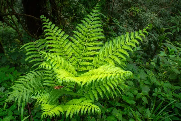 Parlak yeşil eğreltiotu yapraklarını yoğun bir orman zeminine yayar. Sahne, yumuşak güneş ışığı altında zengin dokuları ve canlı yeşillikleri gösteriyor..