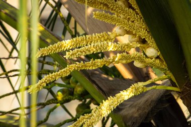 Hindistan cevizi palmiyesinin sarı cildinin tropikal bir ortamda güneş ışığıyla vurgulanmış, doğal büyüme ve botanik güzelliği tasvir eden detaylı görüntüsü.