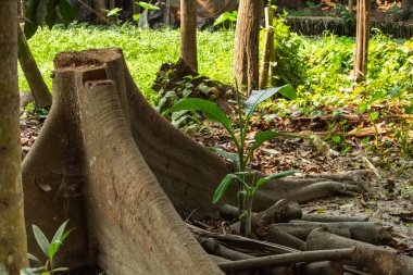Etrafı yeşilliklerle çevrili büyük bir ağaç kütüğü. Yakınlarda yeni bir bitki yetişiyor ve güneş ışığını söndürüyor..