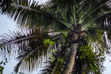 Aşağıdan görünen yemyeşil bir palmiye ağacı, mavi gökyüzüne karşı genişleyen örtüsünü sergiliyor. Görüntü tropikal manzaraları, sükuneti ve doğal güzelliği vurguluyor..