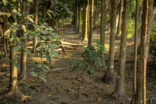 Yoğun bir orman koruluğunun büyüleyici manzarası canlı yapraklarla kaplı uzun ağaçları sergiliyor, altın güneş ışığıyla yıkanmış, dokunulmamış doğanın güzelliği..