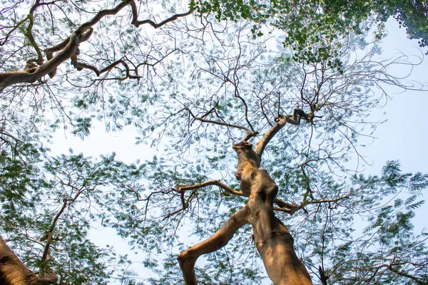 Dalları dallarla dolu bir ağacın altından canlı bir gökyüzüne uzanan görüntüyü. Doğanın dingin özünü ve gün boyunca ağaç desenlerinin karmaşık güzelliğini yakalar..