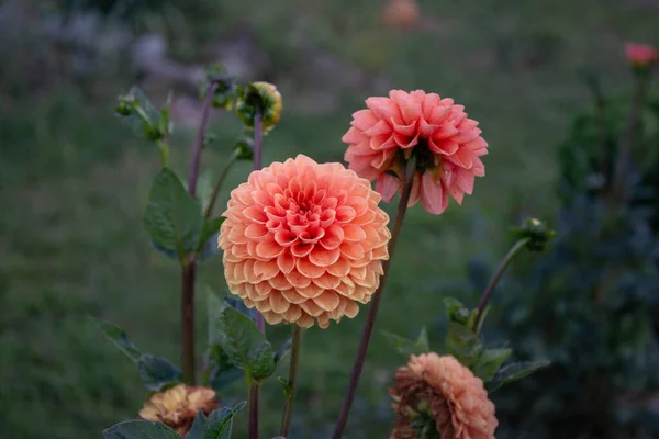 Πορτοκαλί Όμορφα Λουλούδια Του Φυτού Dahlia Ένα Κοντινό Κήπο — Φωτογραφία Αρχείου