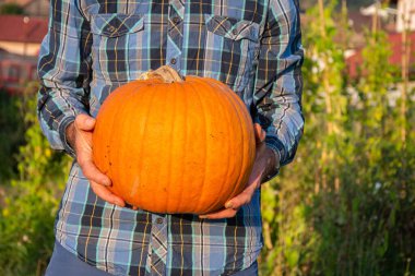 Adamın biri elinde balkabağı tutuyor. Cadılar Bayramı için bahçede bir balkabağı seç..