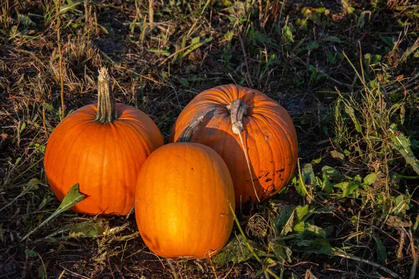 orange pumpkins in a field in the fall/autumn
