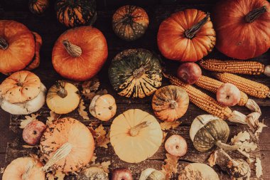 Sonbahar hasadı rengarenk kabaklar ve farklı türde balkabakları..