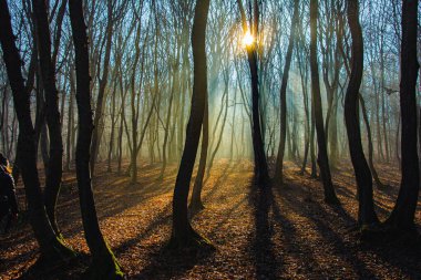 The most beautiful forest with mystical and mysterious views and atmospheric sunrises in the early misty mornings. clipart