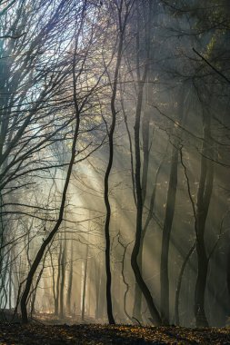 Gizemli ve gizemli manzaralı en güzel orman ve erken sisli sabahlarda atmosferik gündoğumları..