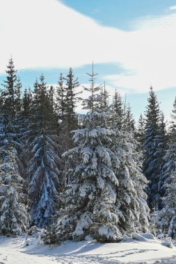 Çam ağaçları soğuk ve aydınlık bir günde kış ormanlarında taze karla kaplıdır..