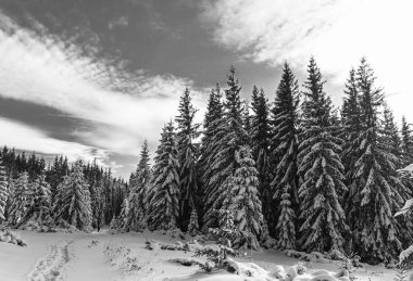 Çam ağaçları soğuk ve aydınlık bir günde kış ormanlarında taze karla kaplıdır..