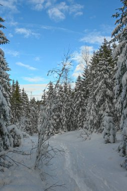 Çam ağaçları soğuk ve aydınlık bir günde kış ormanlarında taze karla kaplıdır..