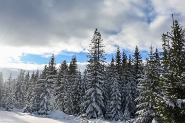 Çam ağaçları soğuk ve aydınlık bir günde kış ormanlarında taze karla kaplıdır..