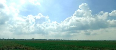 Pirinç tarlası ve mavi gökyüzü olan güzel bir manzara.