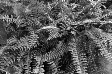 Güzel bir geçmiş. Doğa ve duvar kağıdı