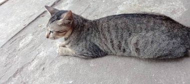 Kedi yerde oturuyor.