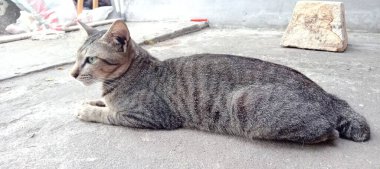 Kedi yerde oturuyor.