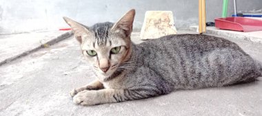 Kedi yerde yatıyor.